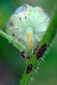 HOLLYHOCK RUST (PUCCINIA MALVACEARUM) ON ALCAE FLOWER BASE