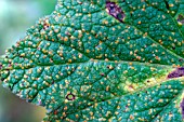 HOLLYHOCK RUST (PUCCINIA MALVACEARUM) ON ALCAE LEAF