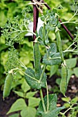 PEA PARSLEY SHOWING EDIBLE TENDRILS