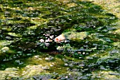 KOI,  TAKING FOOD IN BLANKETWEED,  FRONT VIEW