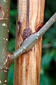 STAKE DAMAGE TO TREE BRANCH BY RUBBING