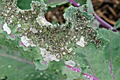 CABBAGE APHIDS ON KOHL RABI LEAF