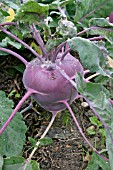 KOHL RABI (BRASSICA OLERACEA) PURPLE VIENNA