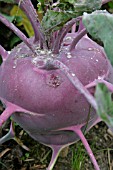 KOHL RABI (BRASSICA OLERACEA) PURPLE VIENNA