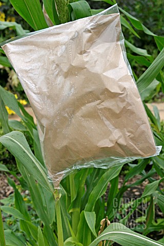 SWEETCORN_ZEA_MAYS_BAG_SEALED_OVER_MALE_FLOWERS_TO_STOP_CROSS_POLLINATION