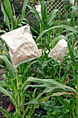 SWEETCORN (ZEA MAYS) BAGS SEALED OVER MALE FLOWERS TO STOP CROSS POLLINATION