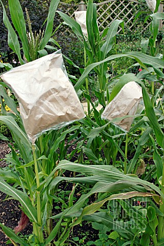 SWEETCORN_ZEA_MAYS_BAGS_SEALED_OVER_MALE_FLOWERS_TO_STOP_CROSS_POLLINATION