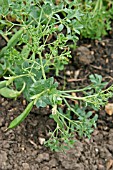 PEA PARSLEY SHOWING EDIBLE TENDRILS