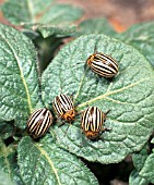 COLORADO BEETLE (OLEPTINOTARSA DECEMLINEATA) ADULTS ON POTATO LEAF