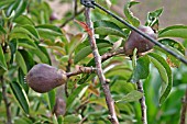 PYRUS COMMUNIS,  RED WILLIAMS,  PEAR,   DEVELOPING FRUIT