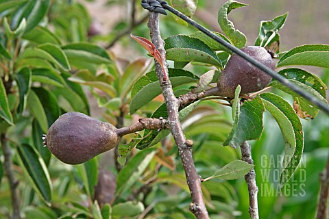 PYRUS_COMMUNIS__RED_WILLIAMS__PEAR___DEVELOPING_FRUIT