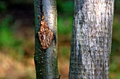 STAKE DAMAGE TO TREE BY RUBBING