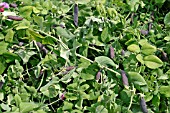 PISUM SATIVUM,  PEA (PURPLE PODDED VARIETY) MATURING PODS