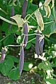 PISUM SATIVUM,  PEA (PURPLE PODDED VARIETY)  MATURING PODS