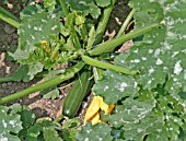 COURGETTE CUCURBITA MIXTA,  BAMBINO,  FRUITING PLANT