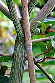 STAKE DAMAGE TO TREE BY RUBBING