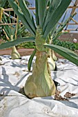 ALLIUM CEPA,  ONION,   SPECIMEN PLANT GROWING THROUGH POLYTHENE