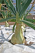 ALLIUM CEPA,  ONION,   SPECIMEN PLANT GROWING THROUGH POLYTHENE