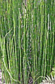 EQUISETUM CAMTSCHATCENSE