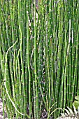 EQUISETUM CAMTSCHATCENSE