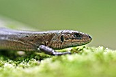 LACERTA VIVIPERA,  COMMON LIZARD