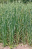 BANQUO,  OATS,  MATURING CROP