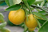 CITRUS SINENSIS,  ORANGES,  RIPENING ON TREE