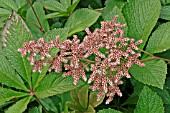 RODGERSIA,  PINNATA SUPERBA