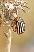 COLORADO BEETLE (LEPTINOTARSA DECEMLINEATA) AT REST ON PLANT STEM