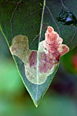 LILAC LEAF MINER (CALOPTILIA SYRINGELLA)