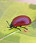 LEAF BEETLE (CHRYSOMELE POPULI)