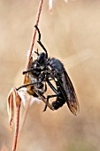 ROBBER FLY,  ASILUS SPP WITH PREY