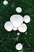 FIELD MUSHROOM (AGARICUS CAMPESTRIS) GROWING ON LAWN