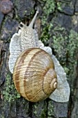 ROMAN SNAIL CLIMBING UP TREE TRUNK