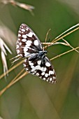 MARBLED WHITE BUTTERFLY (MELONARGIA GALATHEA) AT REST