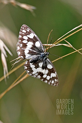 MARBLED_WHITE_BUTTERFLY_MELONARGIA_GALATHEA_AT_REST