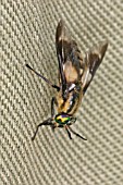 CHRYSOPS RELICTUS,  HORSEFLY