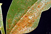 BEAN RUST (UROMYCES APPENDICULATUS) ON LEAF