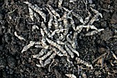 CHINESE ARTICHOKES (STACHYS AFFINIS) CLOSE UP OF MATURE ROOTS