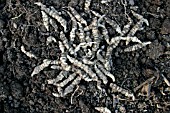 CHINESE ARTICHOKES (STACHYS AFFINIS) CLOSE UP OF MATURE ROOTS