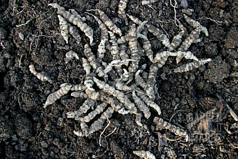 CHINESE_ARTICHOKES_STACHYS_AFFINIS_CLOSE_UP_OF_MATURE_ROOTS