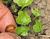 SLUG CONTROL   PICK THEM OFF THE PLANTS