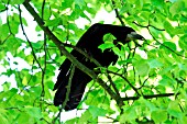 ROOK,  CORVUS FRUGILEGUS,  IN TREE,  SIDE VIEW