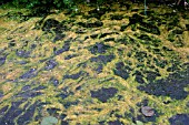 BLANKETWEED,  ON POND SURFACE