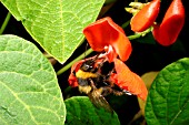 WHITE TAILED BUMBLEBEE (BOMBUS LUCORUM) POLLINATING RUNNER BEAN FLOWER