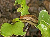 GARDEN SLUG ARION HORTENSIS EATING RADISH SEEDLING