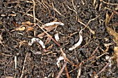 FUNGUS GNAT (SCIARID FLY) LARVAE FEEDING ON FINE PLANT ROOTS