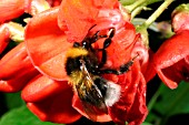 WHITE TAILED BUMBLEBEE (BOMBUS LUCORUM) POLLINATING RUNNER BEAN FLOWER