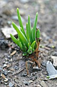 SHALLOT (ALLIUM CEPA) ABOUT THREE WEEKS AFTER PLANTING