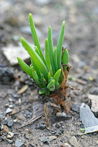 SHALLOT_ALLIUM_CEPA_ABOUT_THREE_WEEKS_AFTER_PLANTING